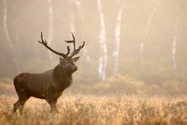 New Forest Deer